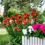 Pensjonat Faryny לינה וארוחת בוקר 4*