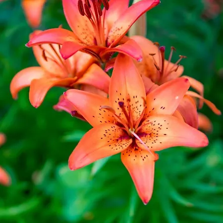 Pensjonat Faryny Bed & Breakfast