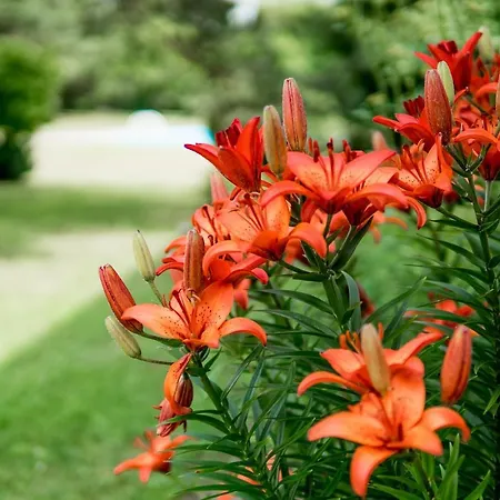 Pensjonat Faryny Faryny