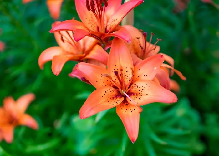 Pensjonat Faryny Bed & Breakfast